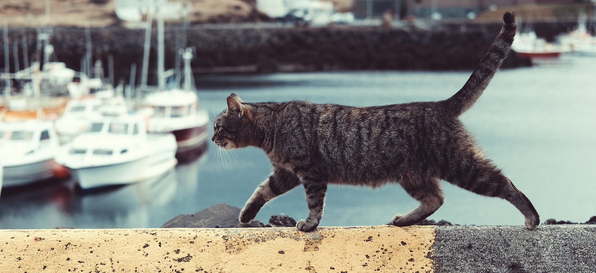 Animal haven: in cat territory